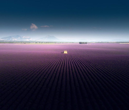 desvre:These Aerial Views of a Lavender Field in Valensole, France are Incredible (Source)