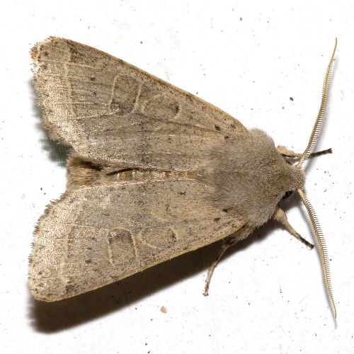 Common Quaker (Orthosia cerasi)The common Quaker is a moth of the family Noctuidae. It is distribute