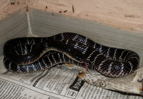 exotic-venom:(Bungarus caeruleus) common kraitPotent neurotoxin. Most victims bitten while aslee