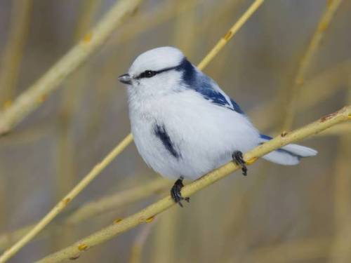 ainawgsd: The azure tit (Cyanistes cyanus) is a passerine bird in the tit family Paridae. It is a wi