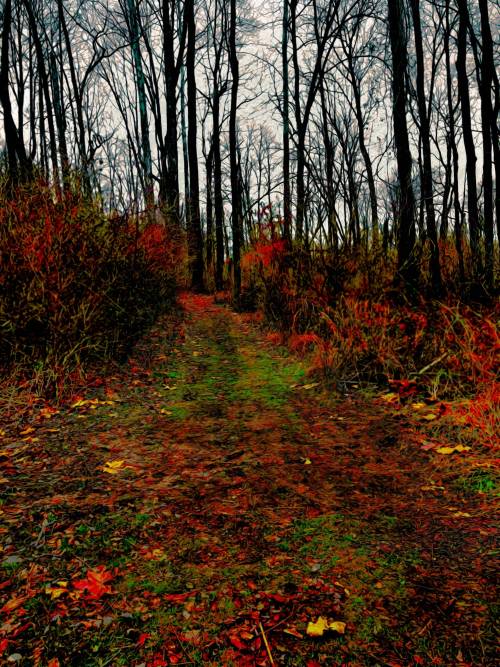 Fall Leaves, Goshen KY