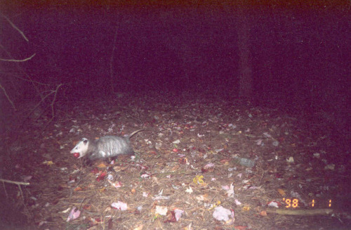trailcams:Source