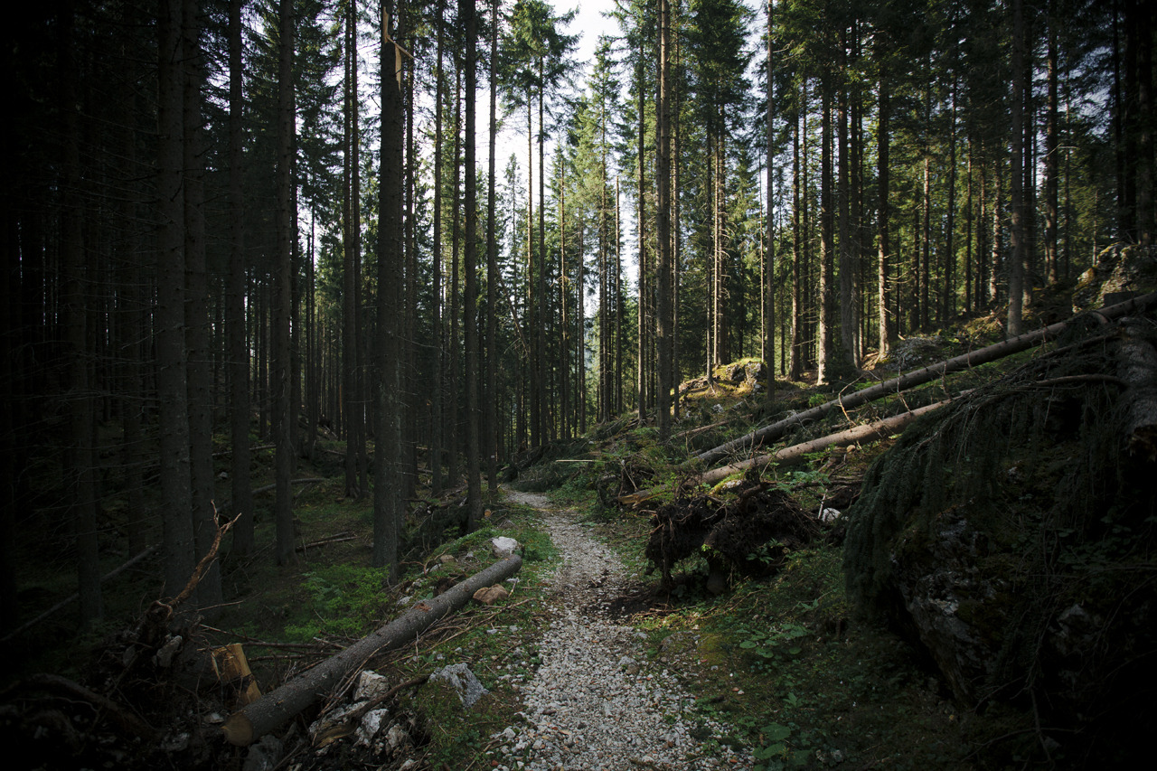 elenamorelli:  { surrounded by nature } 