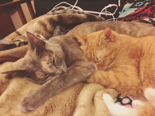 tay-lor:this is true love @mostlycatsmostly