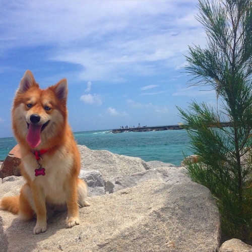 culturenlifestyle:“Pomksy” Pup Is A Beautiful Mix Between a Pomeranian & HuskyThe adorable hybri