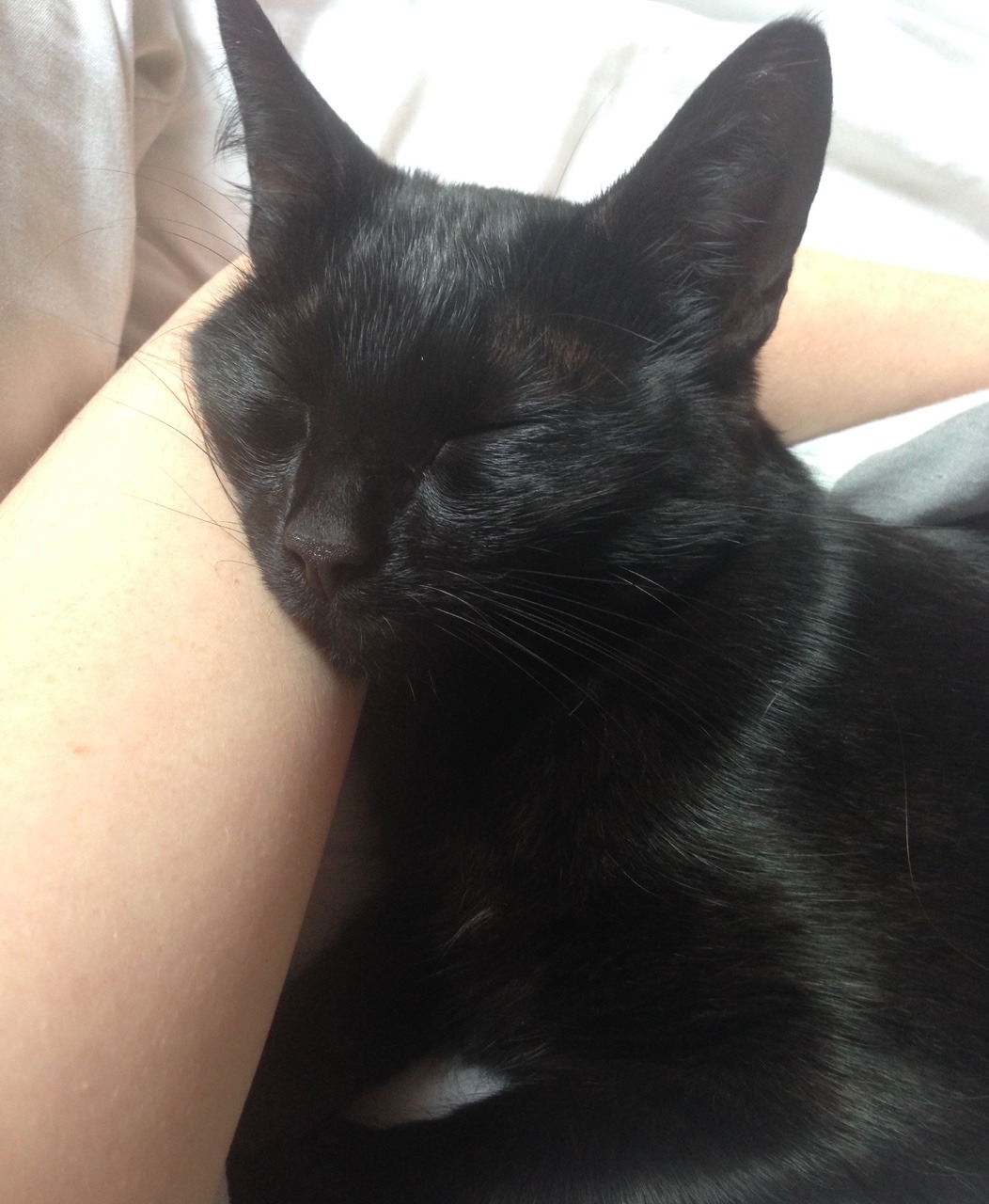 weed-lover96:  My cat is an angel when she’s asleep 👼💞