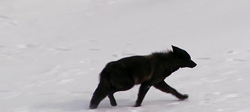 thegirlwholovedwildhorses:  am i the crow or the wolf? somebody tell me, because i feel like both.