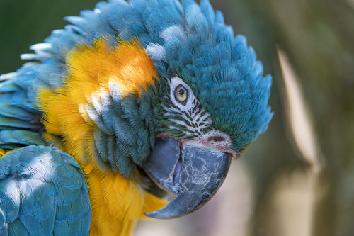  blue and yellow macaw