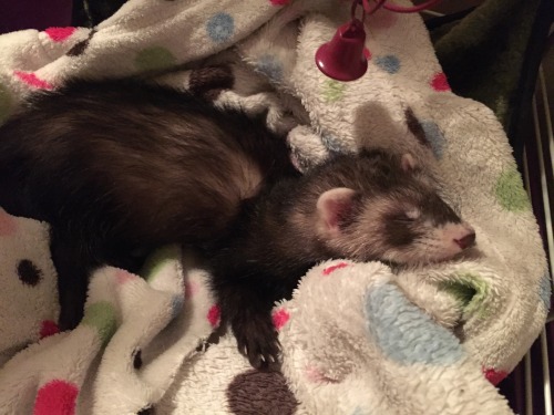 bunnini:  nervous-diary:  His name is Wesley and he likes to chew on his food dish c:  I got a ferret! <3   lucky T ^T