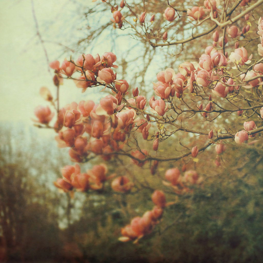wolf-teeth:  (by ►i.Anton) 