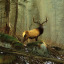 wapiti0608