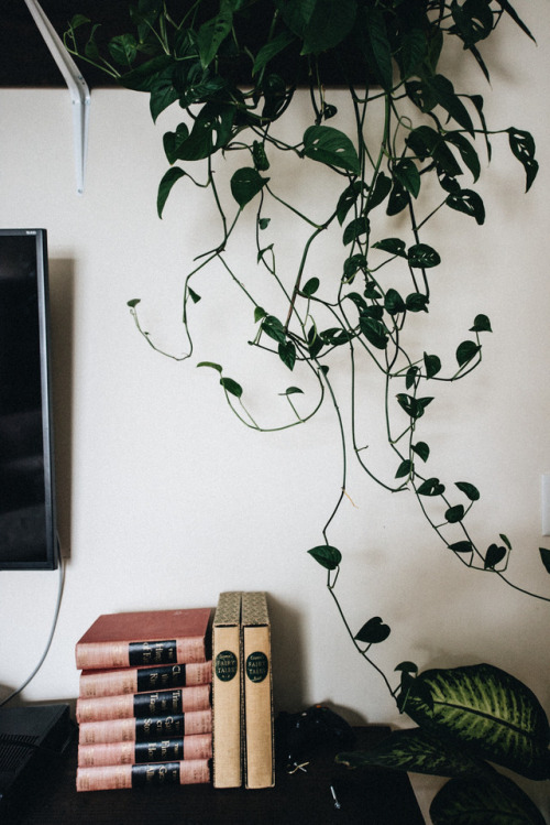 mexicamermaid:Monstera Adansonii and a new entertainment setup my husband just built. I was glad for