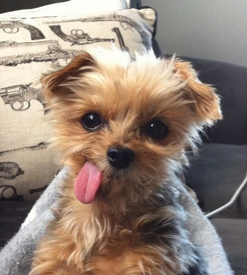 Cute Animal Pictures