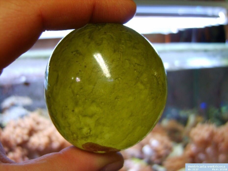 Weird Fact of the Day:
Bubble Algae (Valonia ventricosa), is a type of algae which can grow up to the size of a watermelon. It is one of the larger single-celled organisms on Earth.
(Photo from Reef Italia Website)
Follow...