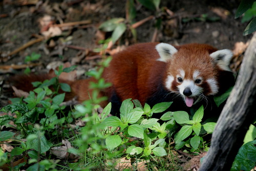 artfave:Cute red pandas