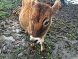 marrymejennylee: Hari the calf lives at PreetiRang Sanctuary in Dixon, CA. His mother was a dairy cow and he would have become veal or leather if he wasn’t rescued. Isn’t he cute? 