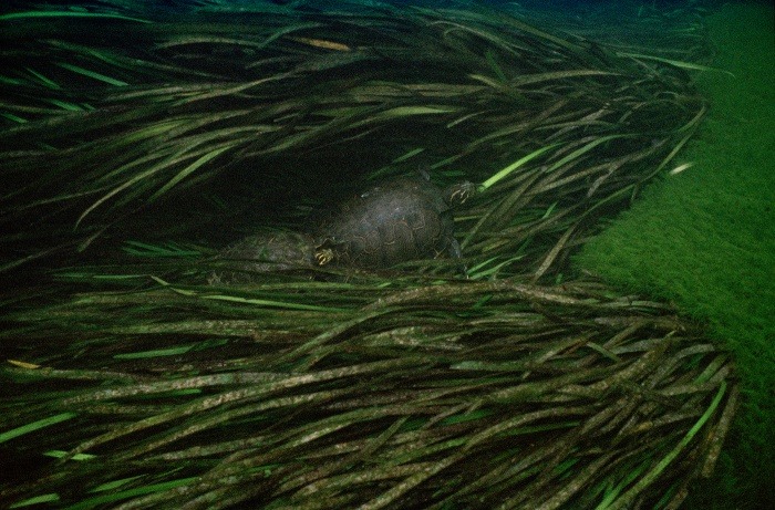 jedavu:  Mysterious Underwater Photos from Florida and Beyond by underwater photographer