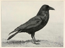nemfrog: A raven. Myths and legends of Alaska. 1911.