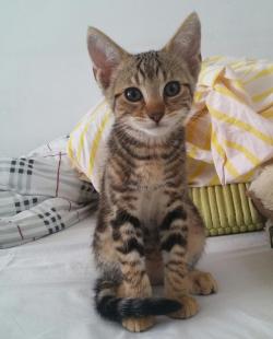 awwww-cute:  My new kitten is just too adorable. Plus he’s very photogenic (Source: http://ift.tt/1DN9GFv)