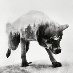 linxspiration:  Beautiful Double Exposure Animal Portraits