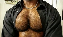 trianglealphadad:  Hot furry pecs.  Woof.