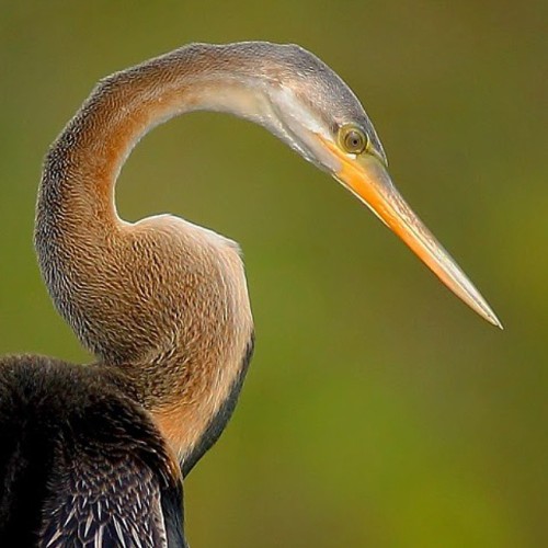 A Darter or Snake Bird portrait :) bnsnatureshot #bns_india #tweetsuites #vq_birds #tweetsuites #bes