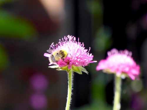 Summer flowers