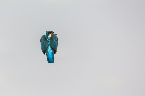 avianeurope:Common Kingfisher (Alcedo atthis)>>by Ronald Groenendijk (1|2)