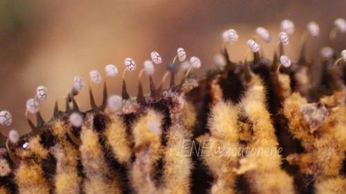 トラ柄硬質系キノコの上のシロモジホコリ。ヤバイ。可愛い。 #fungi #fungus #myxomycetes #slimemold #粘菌 #変形菌