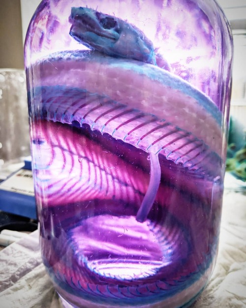 Purple python~~ - - - - - #aphelionnecrology #biology #curiosities #diaphonized #diaphonization #hou