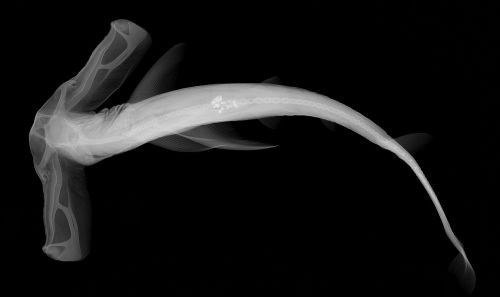 sixpenceee:  X-rays of a Hammerhead Shark (Source)  seainsect