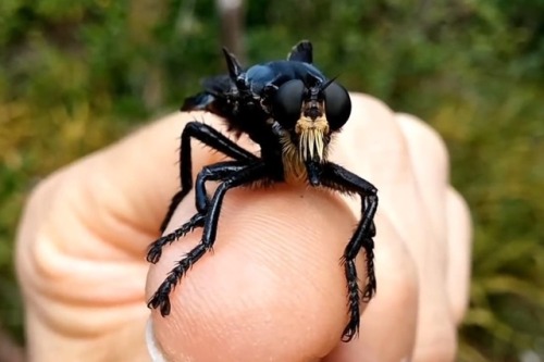 mmmskulljuice:bogleech:realmonstrosities:The Giant Blue Robber Fly (Blepharotes spendidissimus