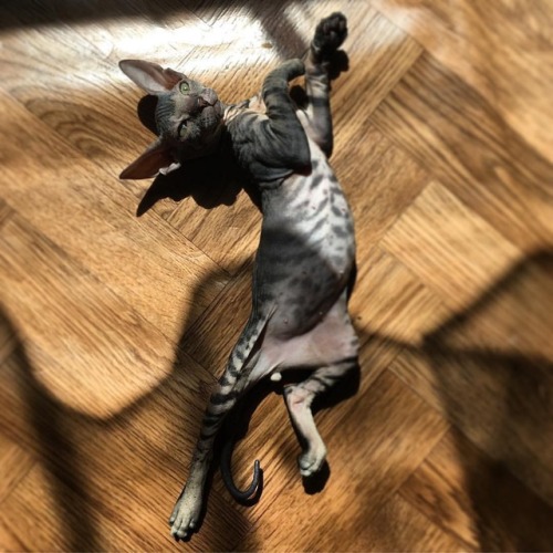 sphynxlair:The Daily Nude! 8.19 Thanks @shok_kitty! This stripes though.❤️ #sphynxlair