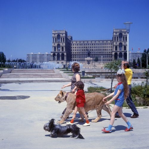 Photos of the Berberov family walking their new pet lion cub King II in Baku, Azerbaijan in 1975.The