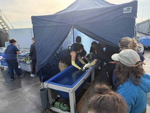 Aquarium staff and volunteers gather around an anesthetized leopard shark as they perform an annual exam