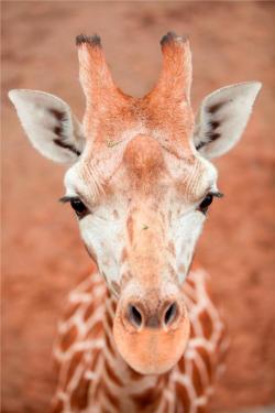 earth-song:  Giraffe by *stuviper               