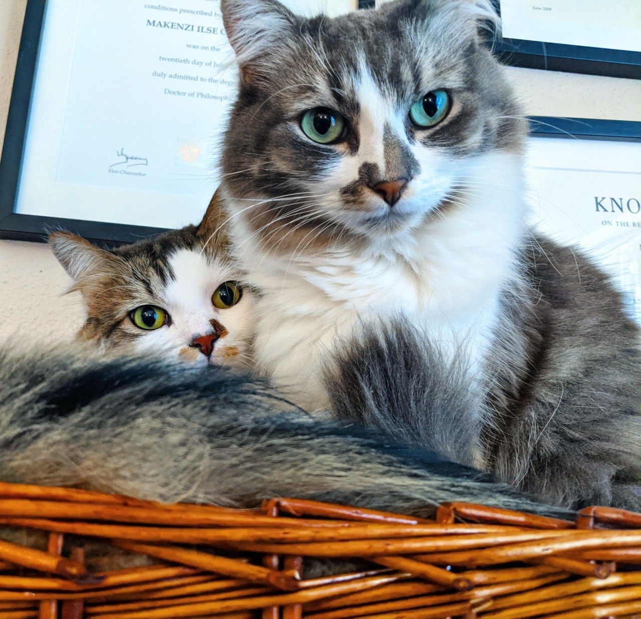 thebluestockingfirefly:The judgement is strong with these two&hellip;