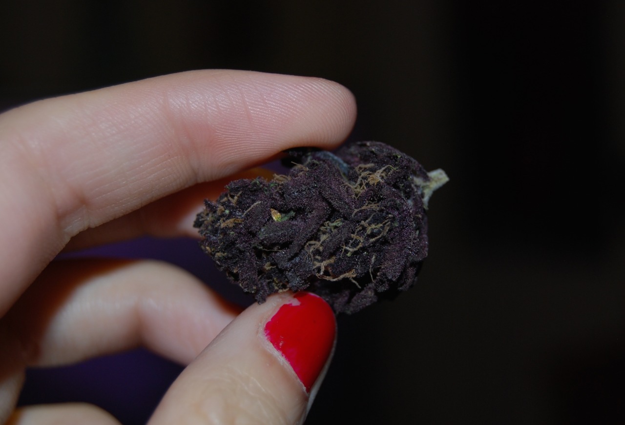 jack-the-pumkin-king:  royallyoily:  This is the deepest purple I’ve ever seen