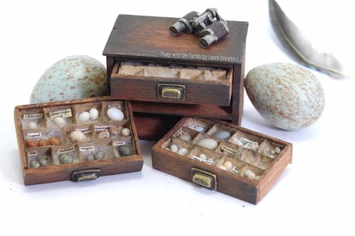 Birds Egg Collections by Laura Brownhill. Drawers handmade by CINEN. Microscope handmade by Kastle K