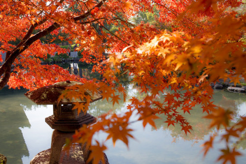 ileftmyheartintokyo: Autumn leaves by nn4tt1 on Flickr.