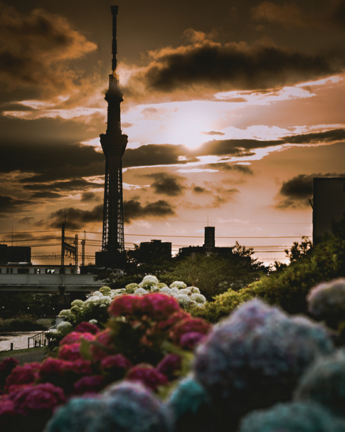 Hydrangeas at dusk with Skytree .The rainy season “Tsuyu” started in Japan ☔️Feel so hum