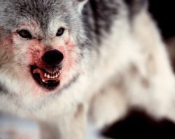 wolveswolves: By John Giustina 