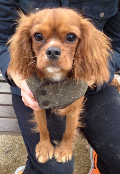 A beautiful Cavalier at the Washington Square Park Dog Run, a few hours pre-snow storm.