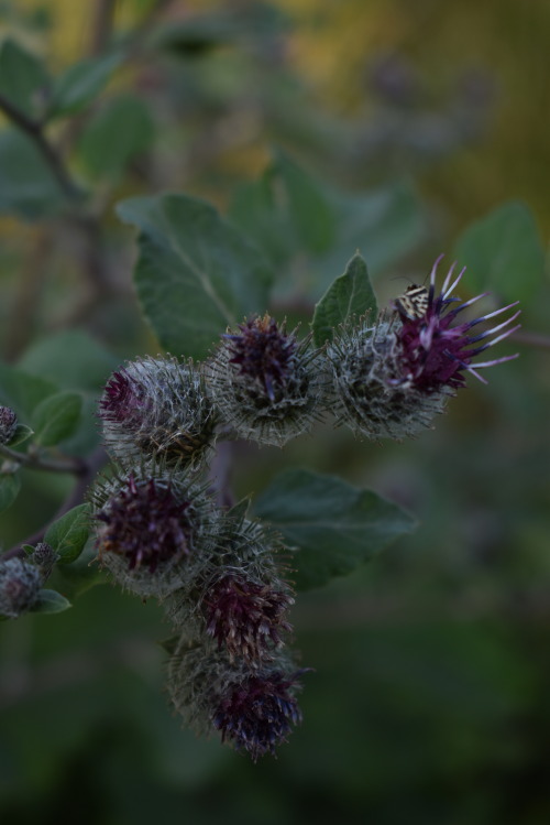 wild flowers