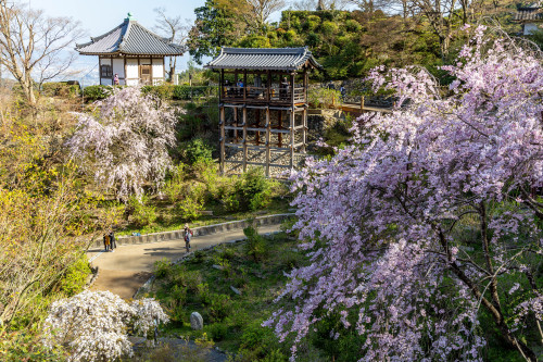 桜色に染めて