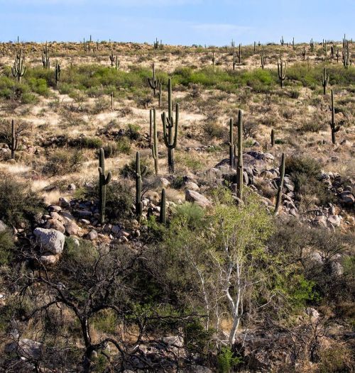 Saguaro Sunday. . . . #catalinastatepark #visittucson #arizona #azstateparks #azvistas #hikearizon