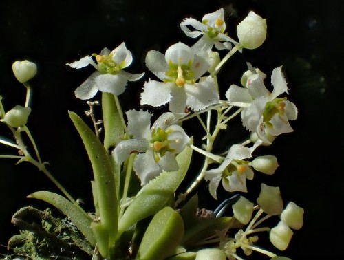 orchid-a-day:Zygostates allenianaSyn.: Dipteranthus lindmanii; Zygostates lindmanii; Zygostates aquinoiAugust 12, 2021