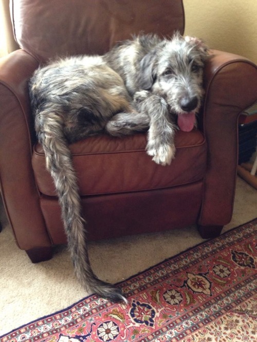 Porn photo thecutestofthecute:  Irish Wolfhounds are