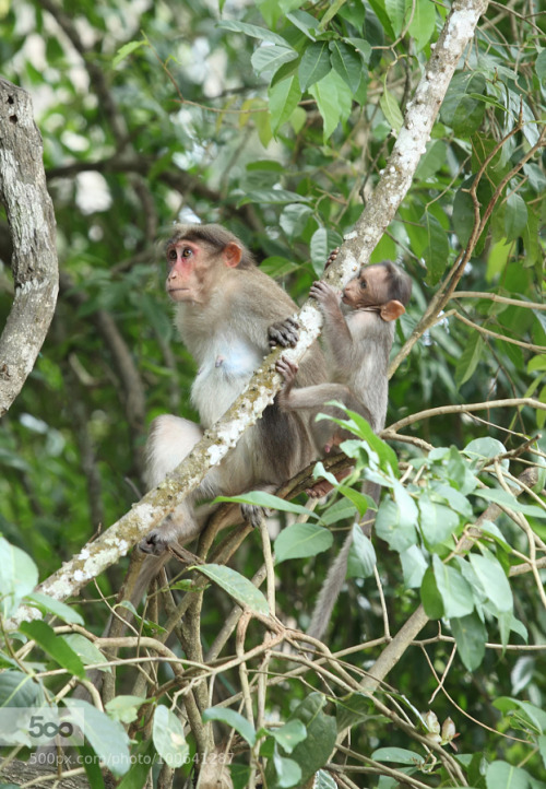 allbabieson:  Macaque mother and baby