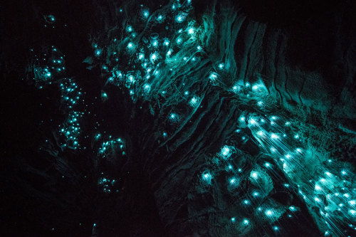 bogleech:bughaze:landscape-photo-graphy:Glowworms Illuminate New Zealand’s CavesPhotographer S